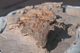 Окаменелый скелет морской свиньи поможет узнать, как менялся берег Тихого океана