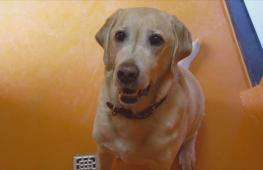 Внутри роскошного отеля для собак в Италии