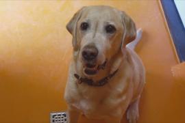 Внутри роскошного отеля для собак в Италии