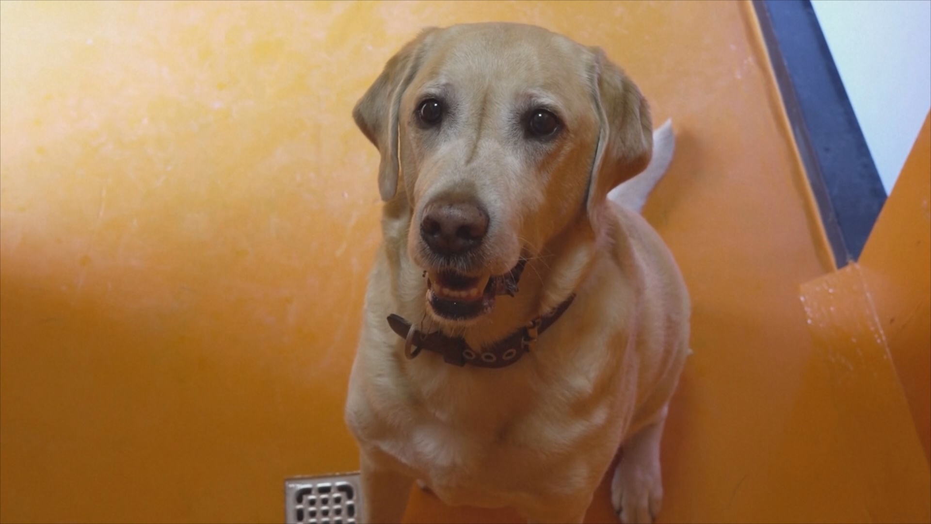 Внутри роскошного отеля для собак в Италии