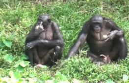 Детёныш редкой обезьяны бонобо родился в британском зоопарке