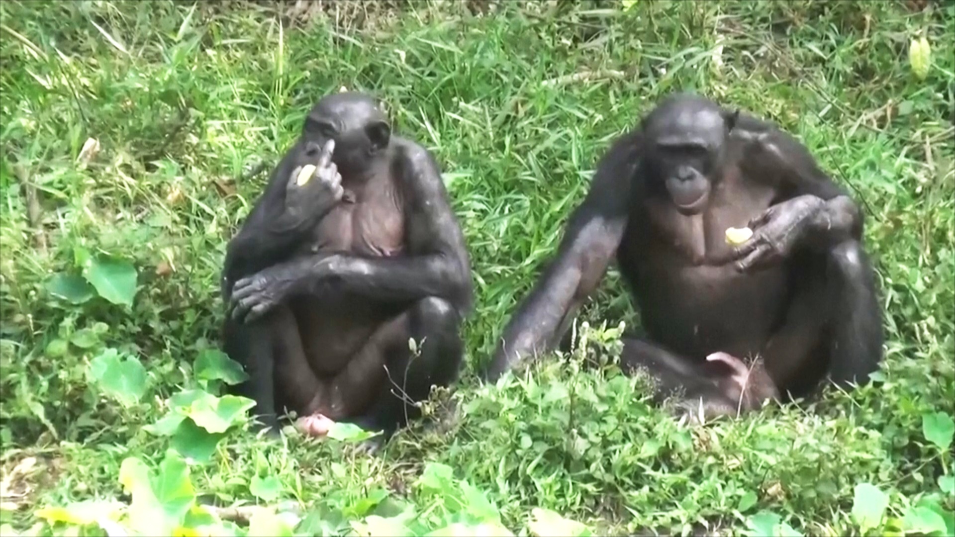 Детёныш редкой обезьяны бонобо родился в британском зоопарке