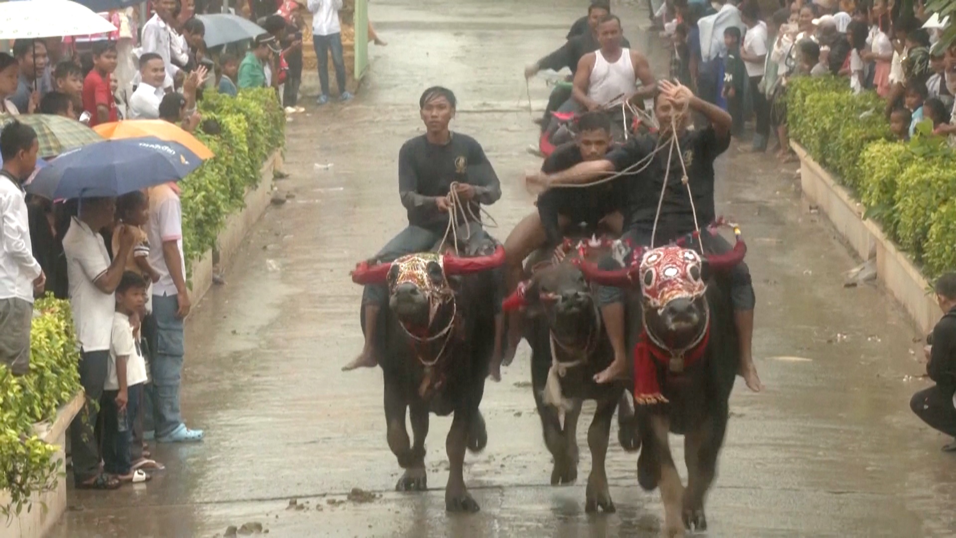 Камбоджийцы отметили завершение праздника предков гонками на буйволах