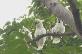 Искусственные гнёзда помогут спасти популяцию редких какаду в Гонконге