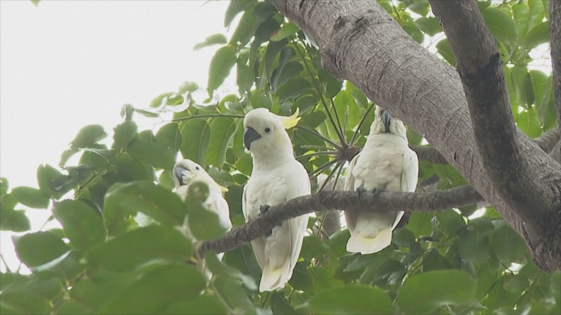 Искусственные гнёзда помогут спасти популяцию редких какаду в Гонконге Искусственные гнёзда помогут спасти популяцию редких какаду в Гонконге