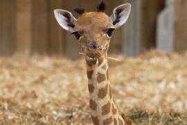 В Парижском зоопарке впервые за шесть лет родился жирафёнок