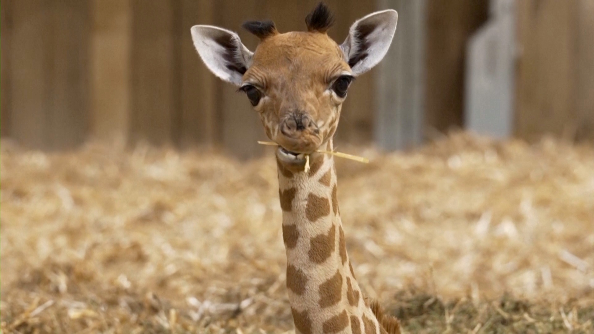 В Парижском зоопарке впервые за шесть лет родился жирафёнок В Парижском зоопарке впервые за шесть лет родился жирафёнок