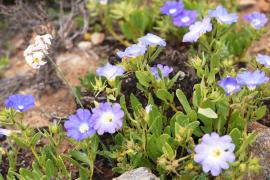 Пустыня Атакама в Чили превратилась в цветущий ковёр