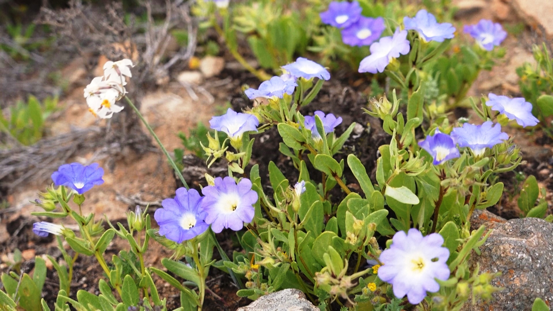 Пустыня Атакама в Чили превратилась в цветущий ковёр Пустыня Атакама в Чили превратилась в цветущий ковёр