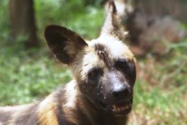 Гиеновидные собаки вновь появились в Уганде