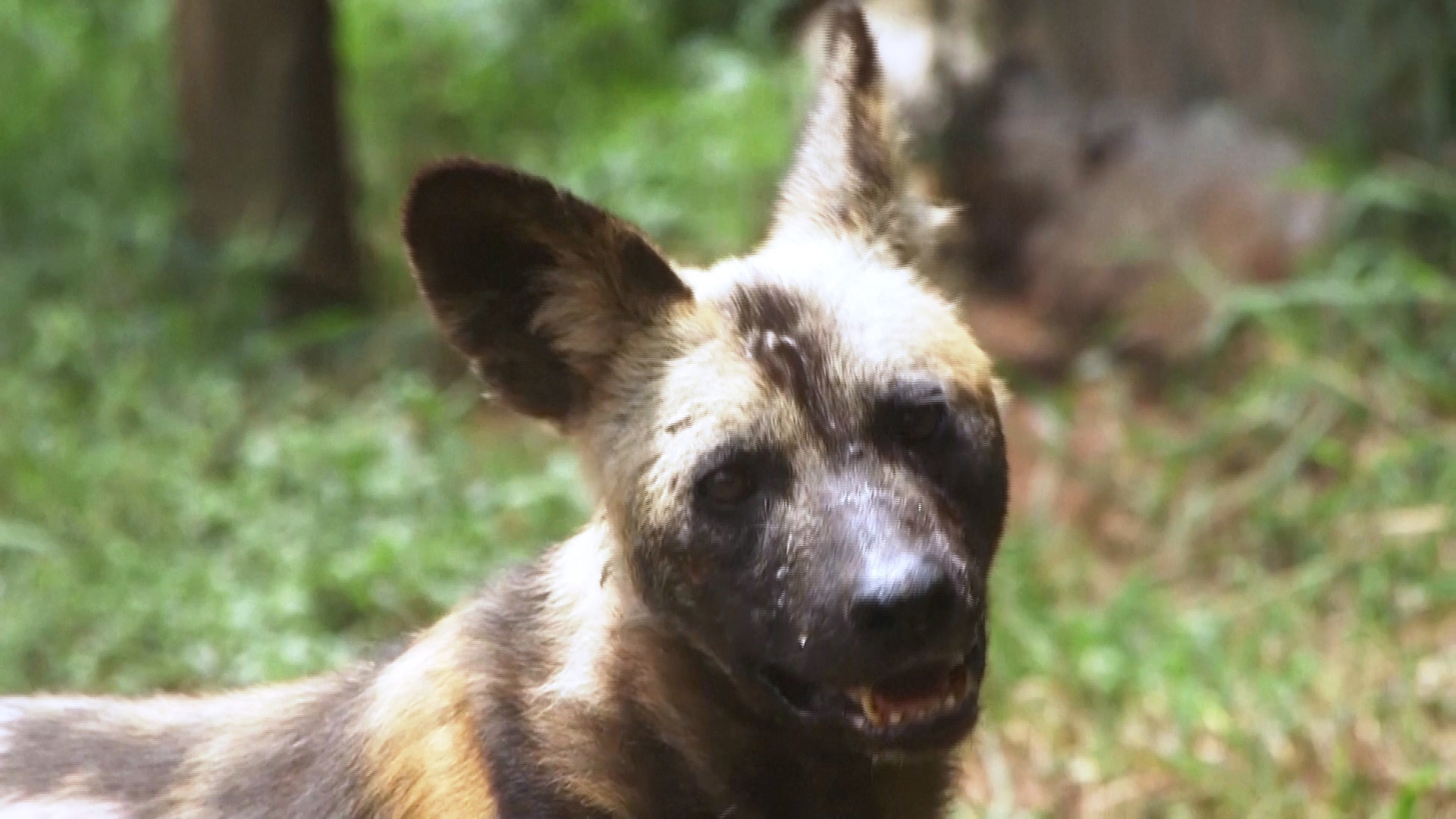 Гиеновидные собаки вновь появились в Уганде