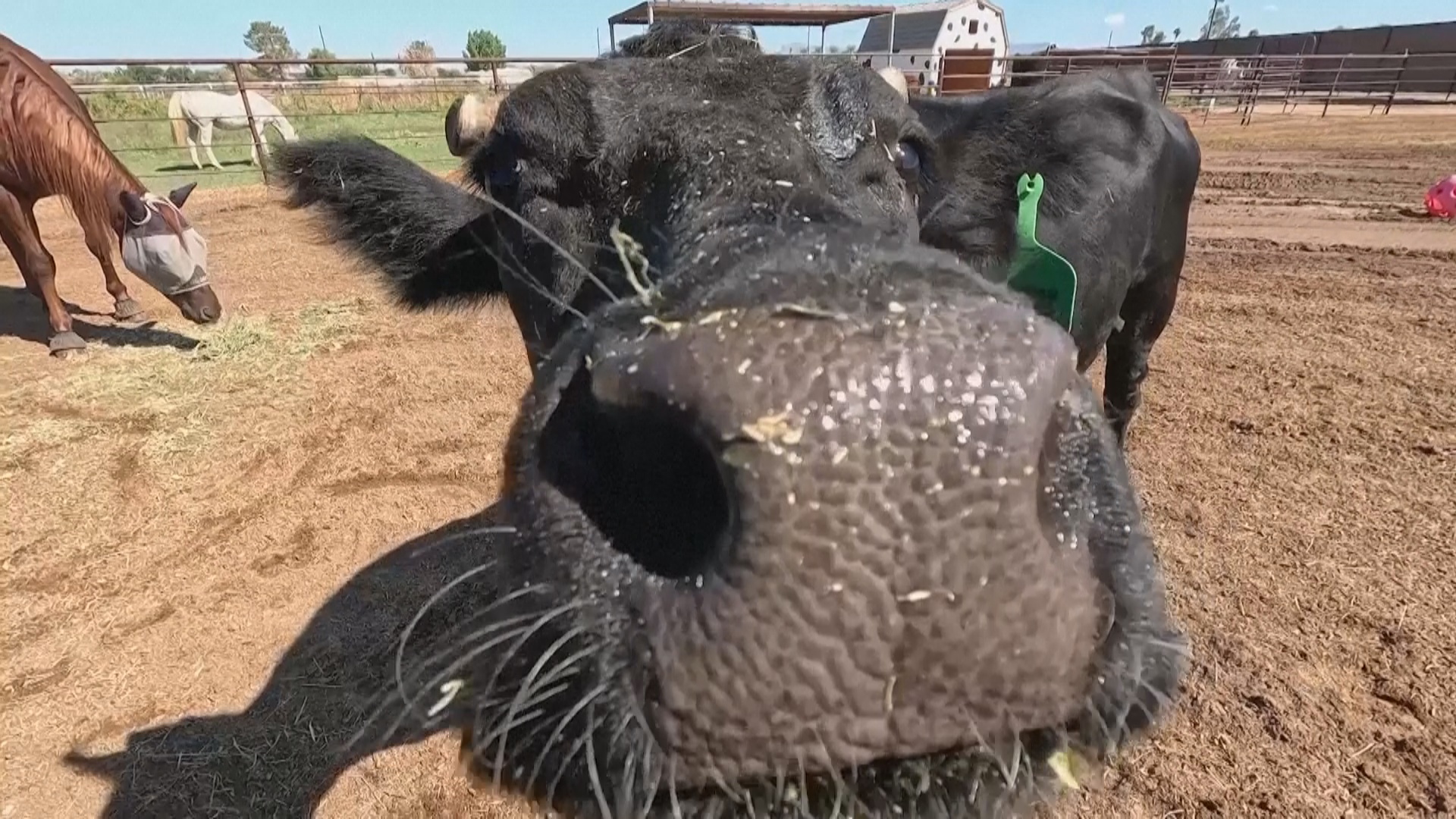 Как корова Мутильда из Аризоны избежала смерти и нашла новый дом
