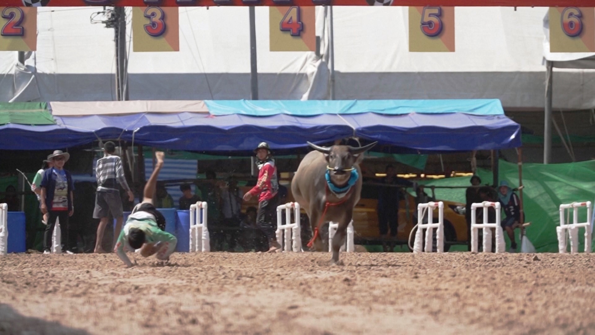 Скорость и риск: буйволиные бега привлекли сотни зрителей в Таиланде