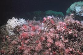 Уникальные кораллы и новые виды обнаружили на глубине 1200 метров у берегов Уругвая