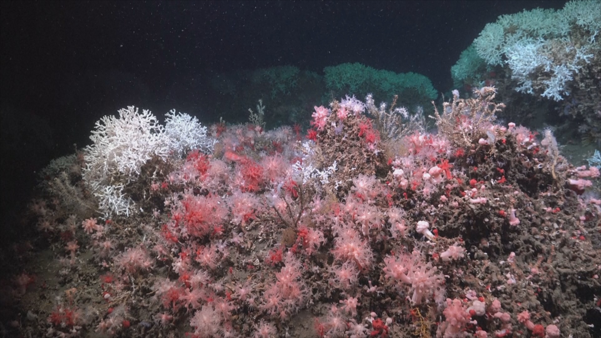 Уникальные кораллы и новые виды обнаружили на глубине 1200 метров у берегов Уругвая Уникальные кораллы и новые виды обнаружили на глубине 1200 метров у берегов Уругвая