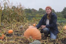 Богатый урожай тыкв и яблок собирают в Великобритании