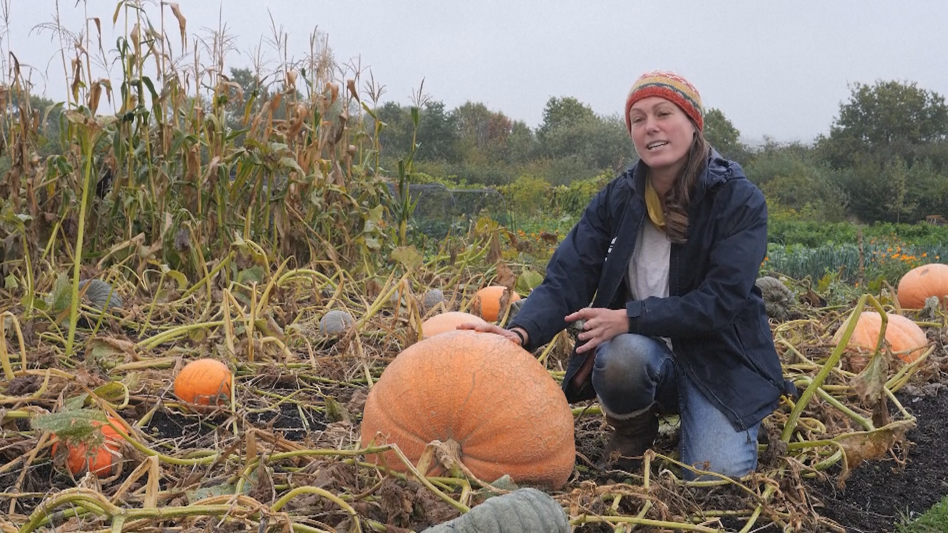 Богатый урожай тыкв и яблок собирают в Великобритании