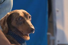 Более 100 такс из разных стран посостязались в скорости в Мюнхене