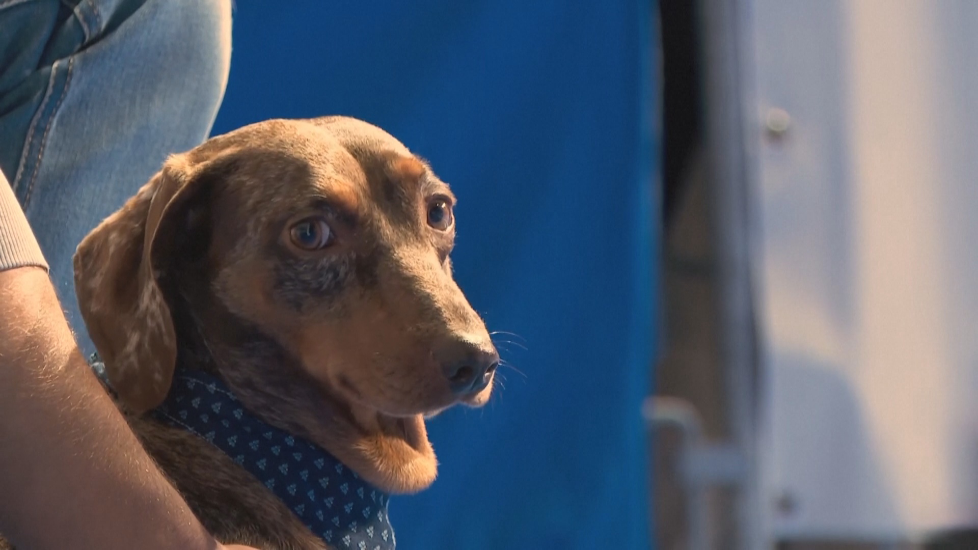 Более 100 такс из разных стран посостязались в скорости в Мюнхене