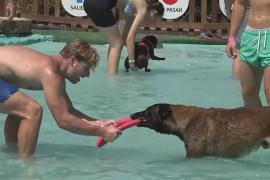 Почему некоторые собаки лают, если у них забрать игрушки