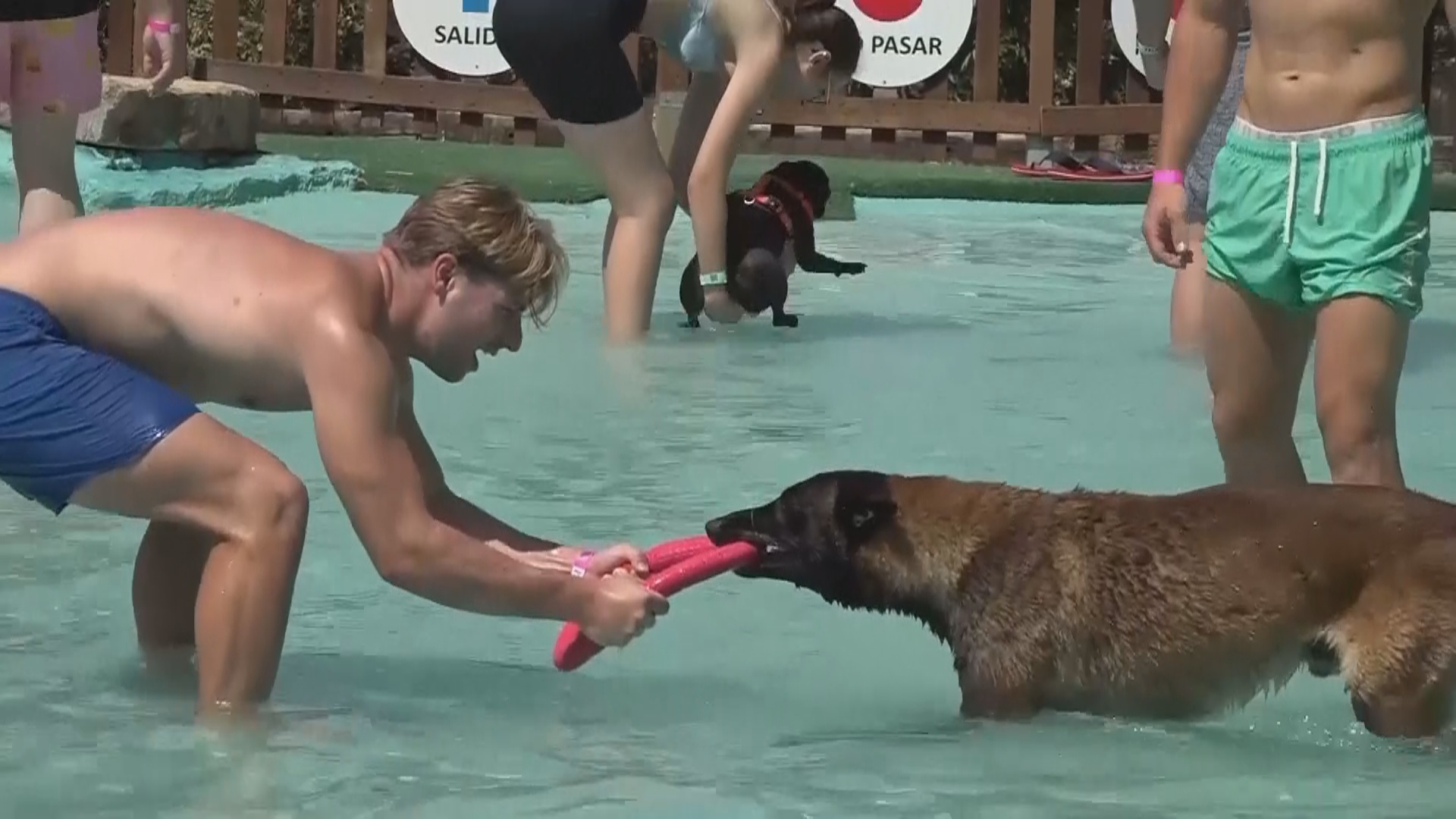 Почему некоторые собаки лают, если у них забрать игрушки Почему некоторые собаки лают, если у них забрать игрушки