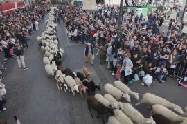 К новому пастбищу: сотни овец пробежали по улицам Мадрида
