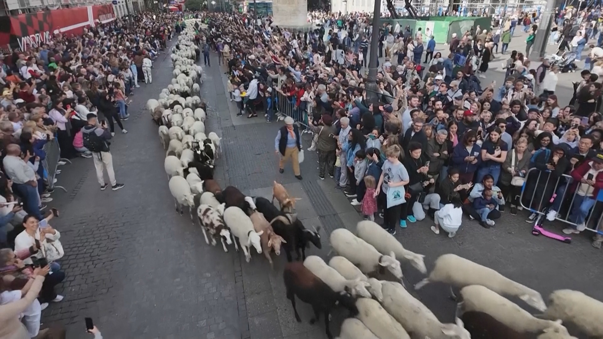 К новому пастбищу: сотни овец пробежали по улицам Мадрида К новому пастбищу: сотни овец пробежали по улицам Мадрида