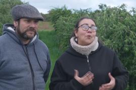 Чилийские фермеры в условиях засухи успешно выращивают фрукты и разводят скот