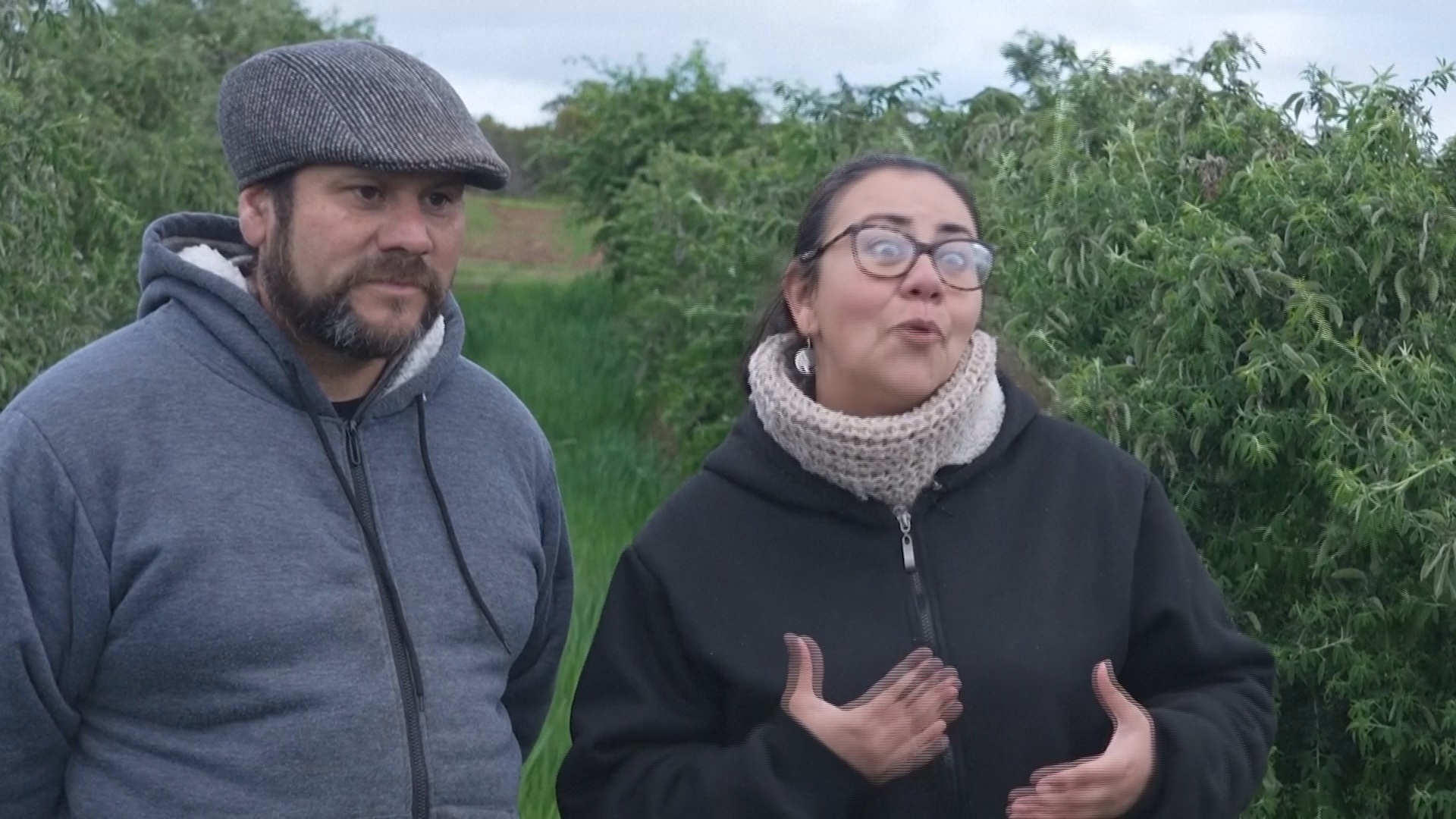 Чилийские фермеры в условиях засухи успешно выращивают фрукты и разводят скот Чилийские фермеры в условиях засухи успешно выращивают фрукты и разводят скот