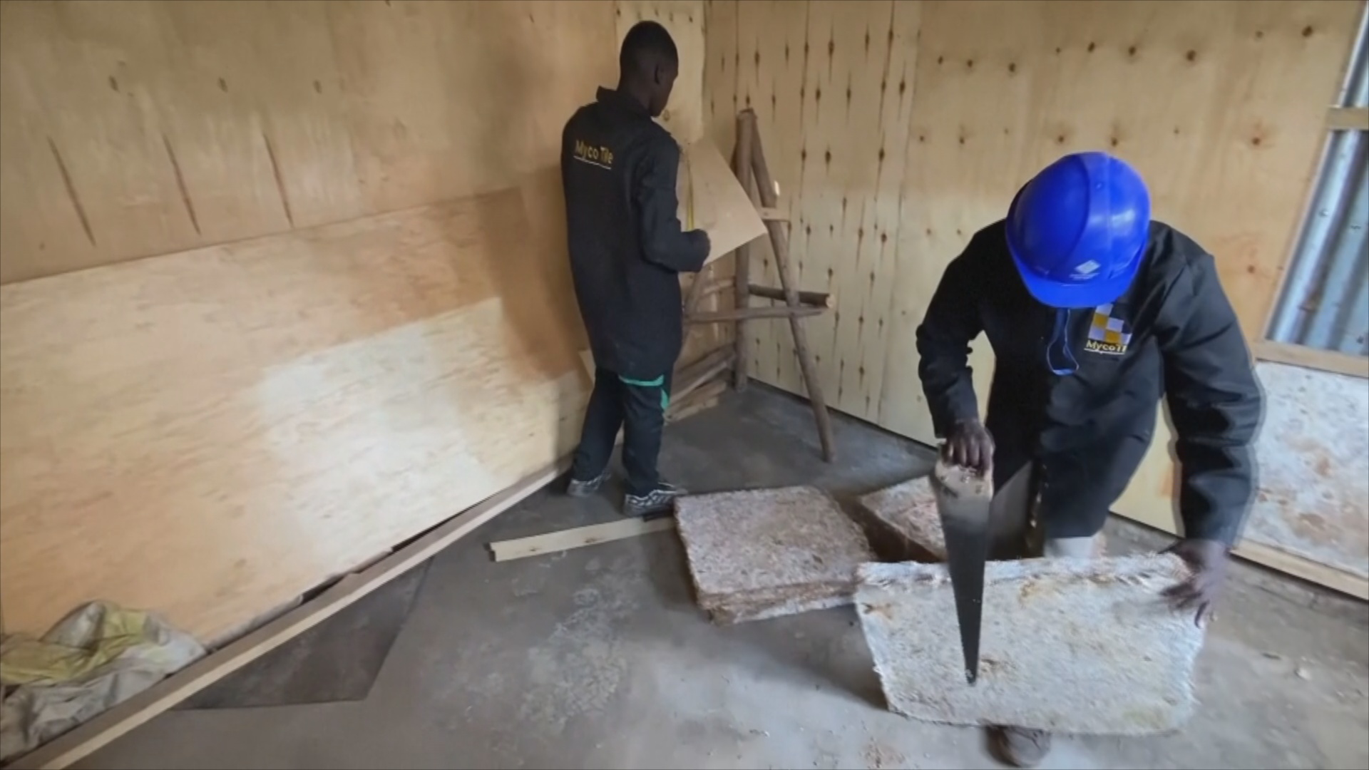 Кенийская компания превращает грибы в экологичные стройматериалы