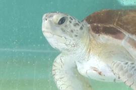Популяция редких зелёных морских черепах восстанавливается