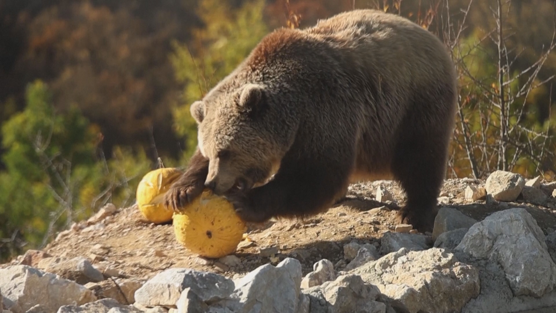 Спасённые медведи в Косово едят тыквы с начинкой и празднуют Хэллоуин Спасённые медведи в Косово едят тыквы с начинкой и празднуют Хэллоуин