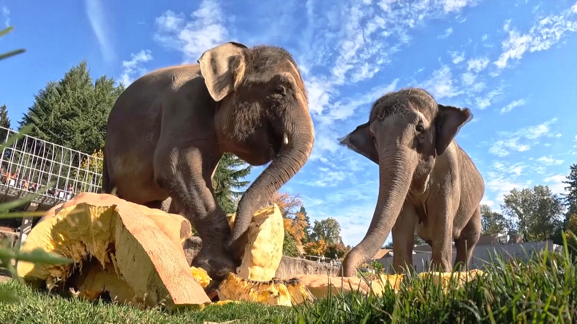 Слоны в Орегонском зоопарке едят гигантские тыквы и празднуют Хэллоуин