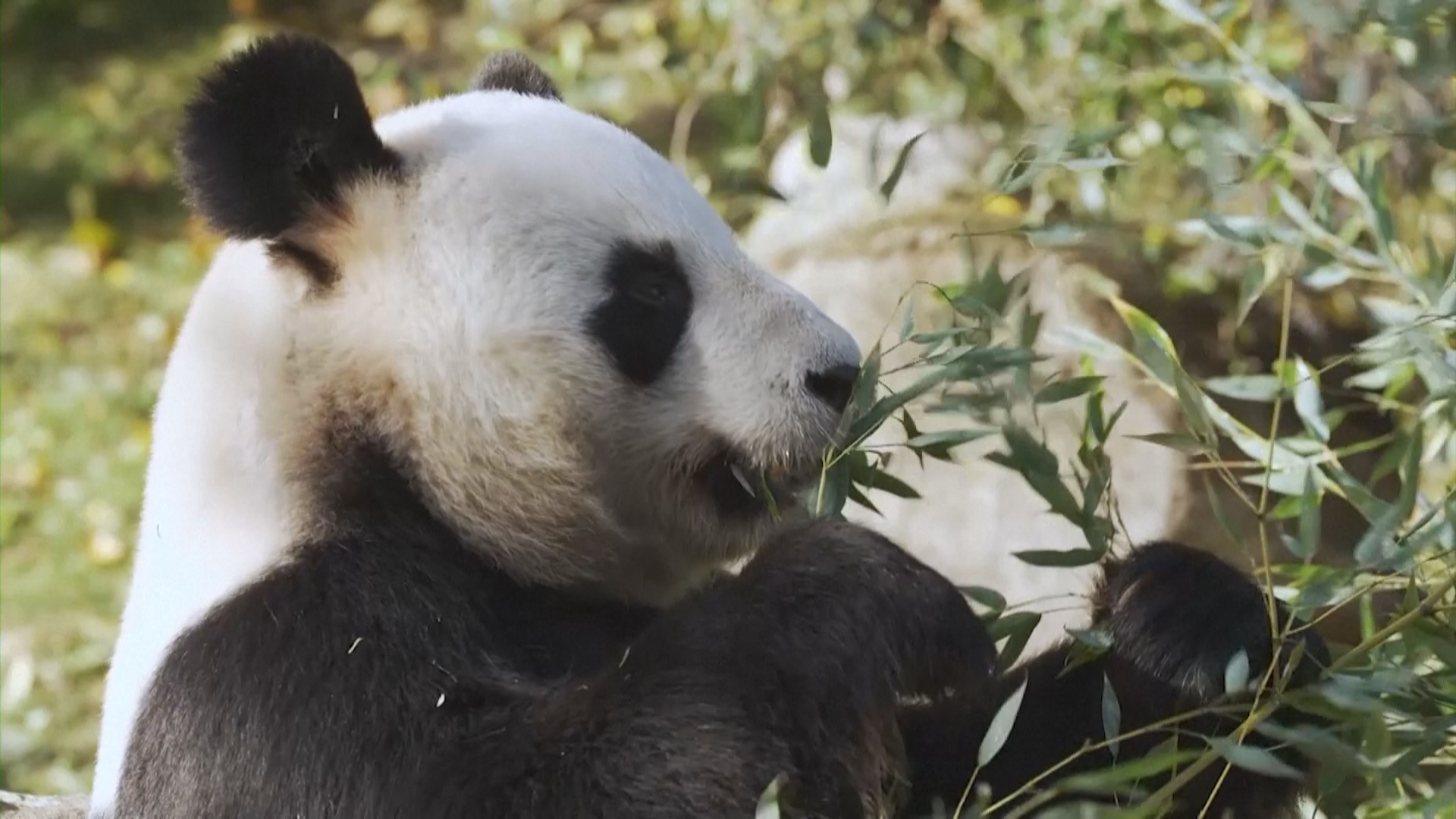 Панды из французского зоопарка готовятся к возвращению в Китай Панды из французского зоопарка готовятся к возвращению в Китай
