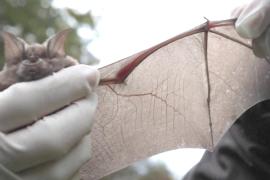 Какими качествами летучие мыши покорили учёных