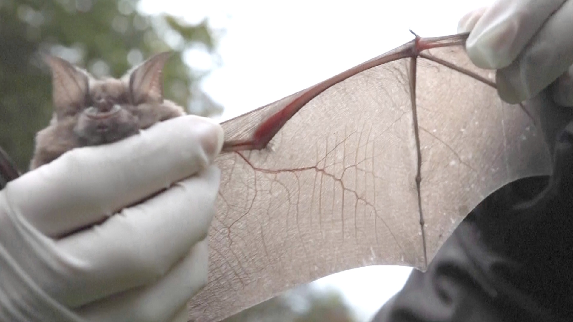 Какими качествами летучие мыши покорили учёных