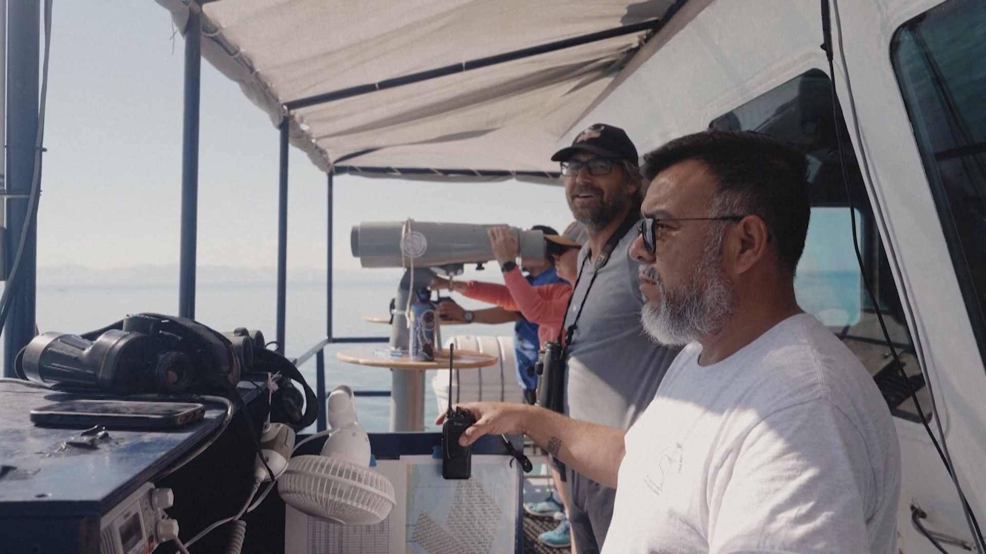 Двух редких вакит удалось увидеть в Калифорнийском заливе