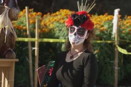 В Калифорнии ко Дню мёртвых вырастили десятки тысяч бархатцев