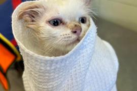 Уход за кошкой в отпуске: передержка в клинике