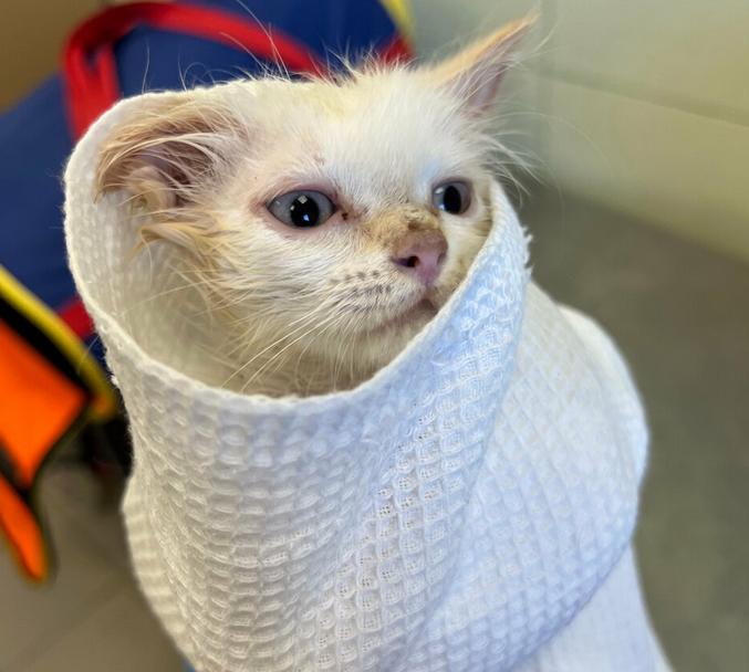 Уход за кошкой в отпуске: передержка в клинике