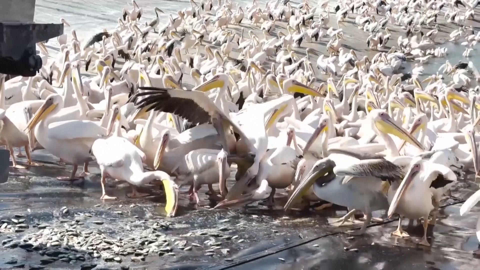Тысячи пеликанов пируют на пруду в Израиле перед долгим перелётом