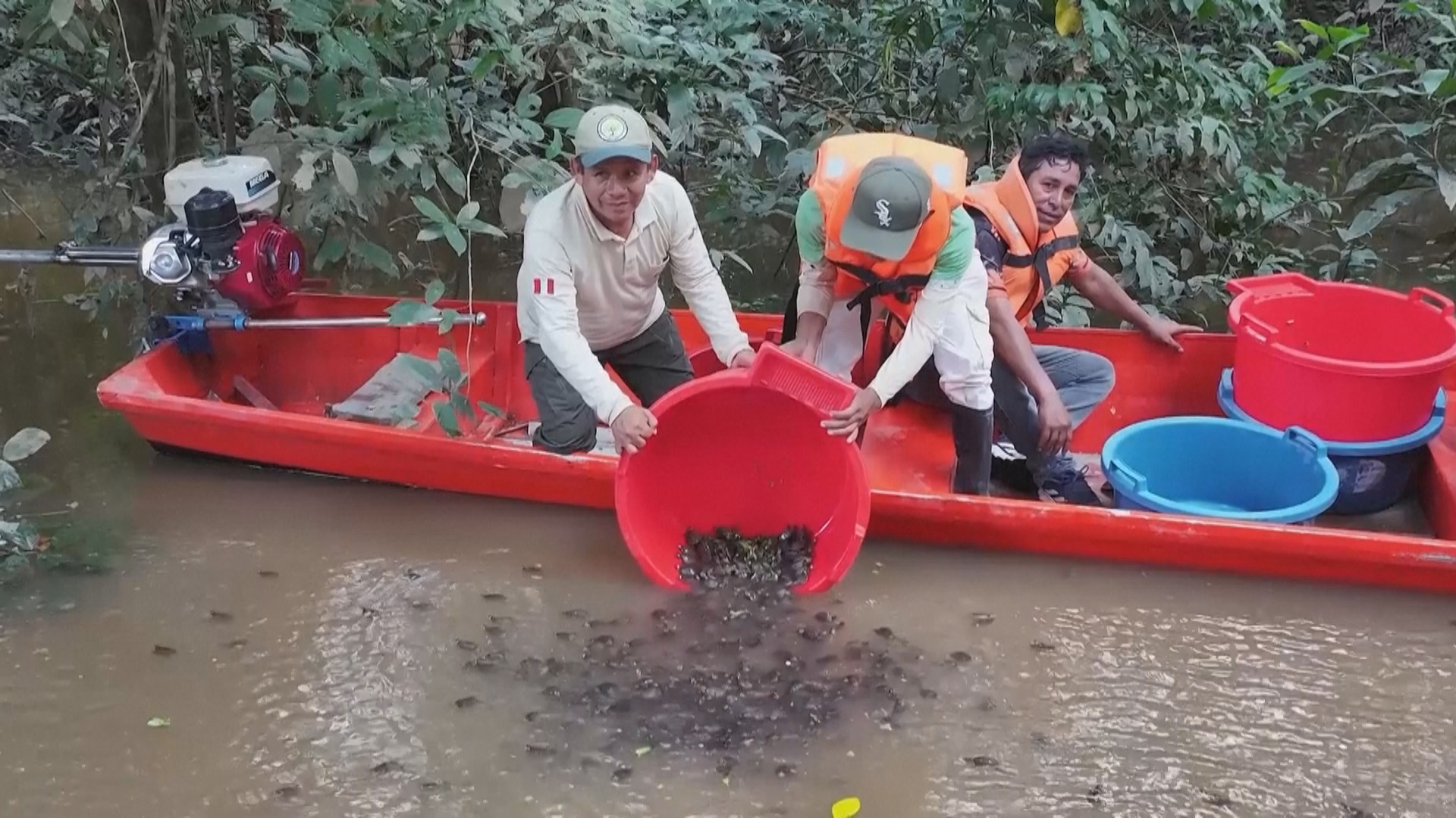 Тысячи редких черепах терекай выпустили на волю в притоках Амазонки