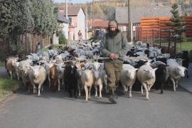 Пастухи в Богемии перегоняют овец и коз в горы на зимние пастбища