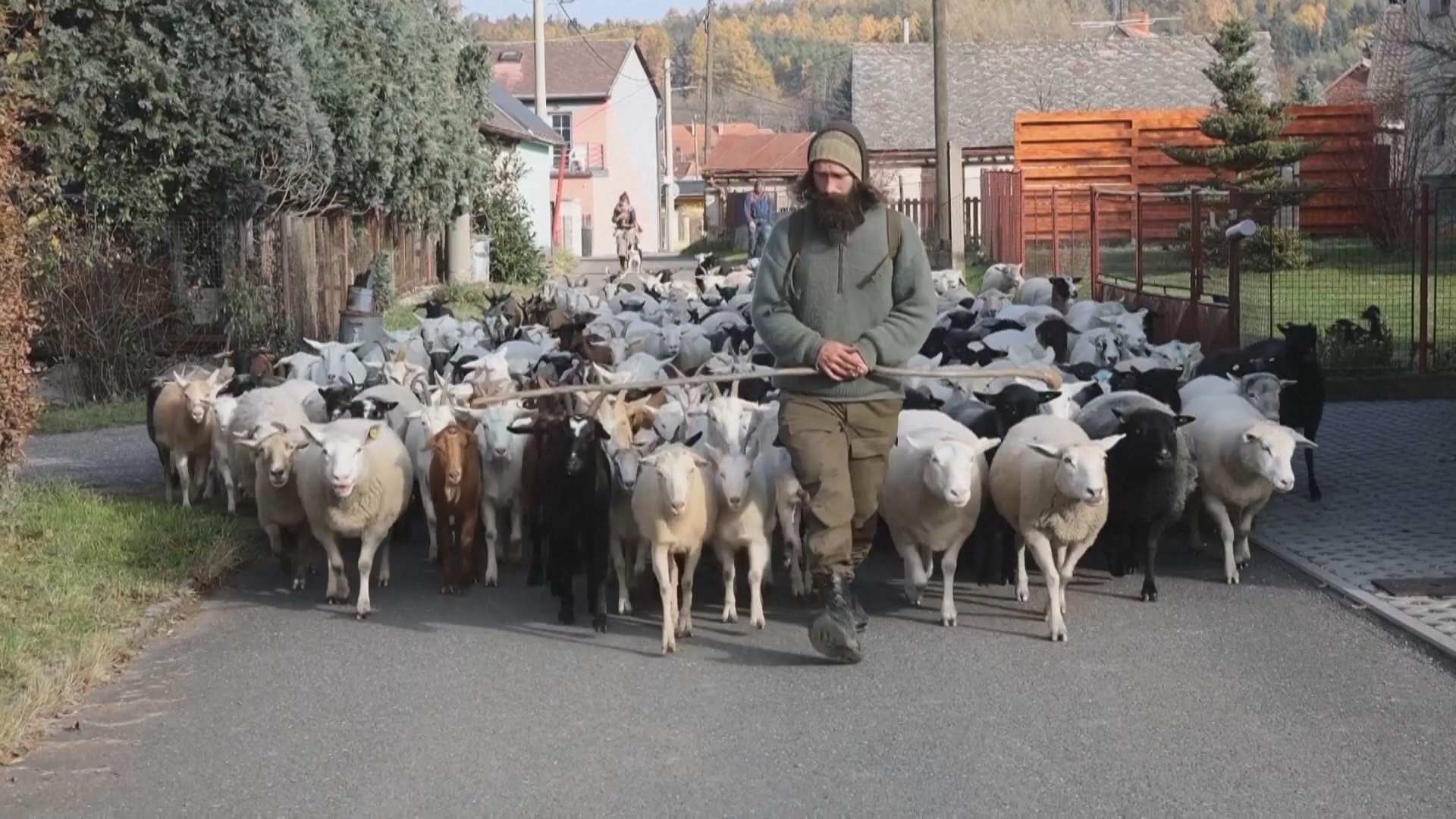 Пастухи в Богемии перегоняют овец и коз в горы на зимние пастбища Пастухи в Богемии перегоняют овец и коз в горы на зимние пастбища