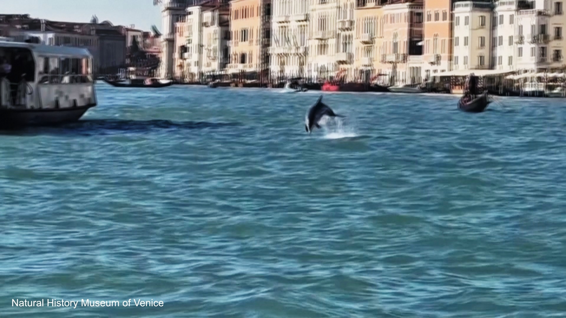 Дельфин Миммо поселился в Гранд-канале в Венеции и радует туристов