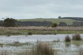 Австралийские экологи восстановили водно-болотные угодья, осушенные в 60-х