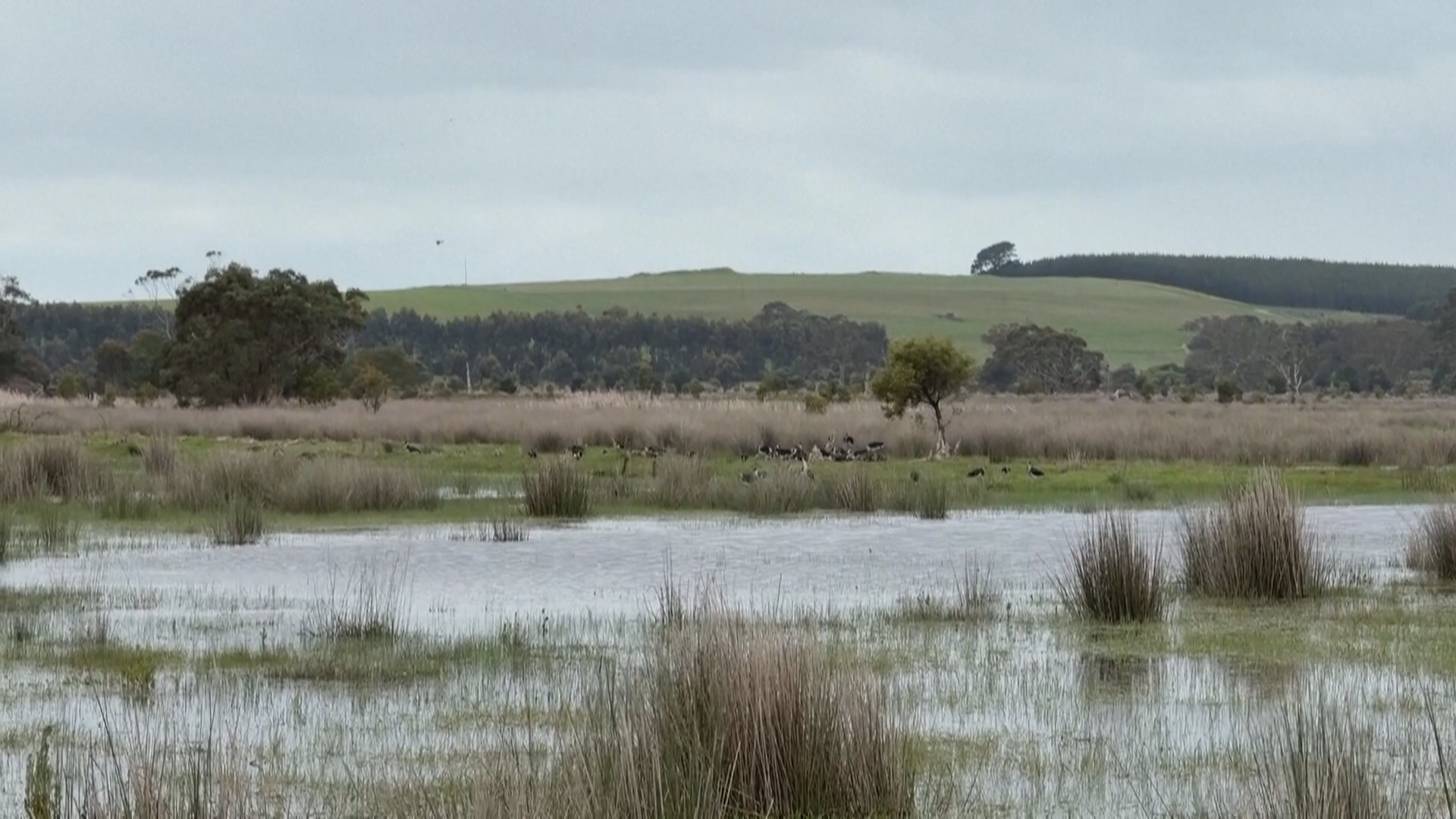 Австралийские экологи восстановили водно-болотные угодья, осушенные в 60-х