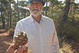 Ливан теряет лес: вредители оставляют сосновые шишки пустыми