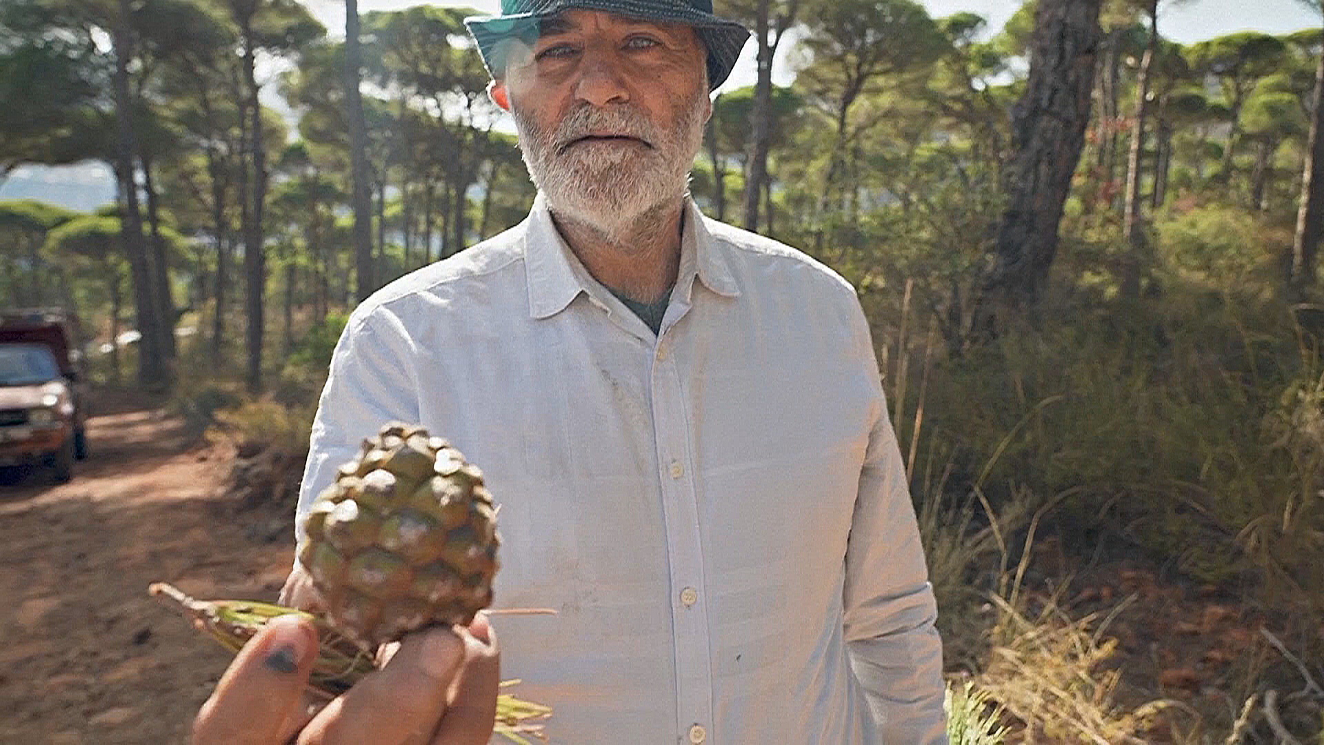 Ливан теряет лес: вредители оставляют сосновые шишки пустыми