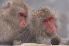 Японские макаки привлекают туристов, но вызывают недовольство у местных жителей